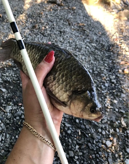 Спининг крокодил 3 метра