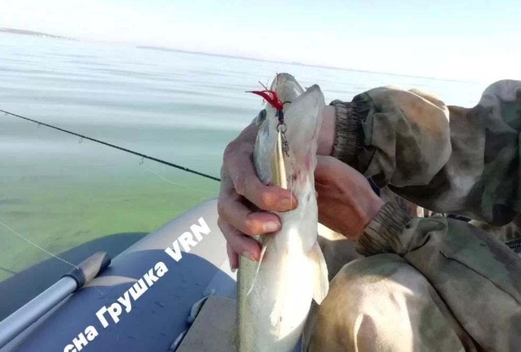 Джиг-Блесна Грушка, Пуля, Кукуруза