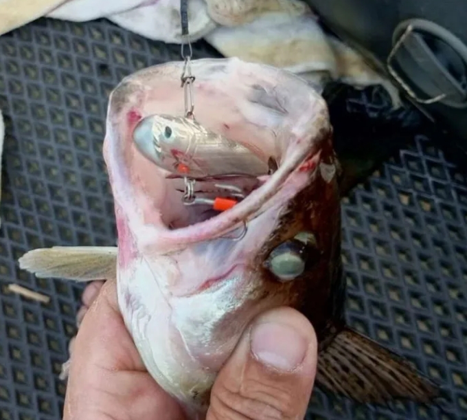 Тейл-спиннер. Блесна