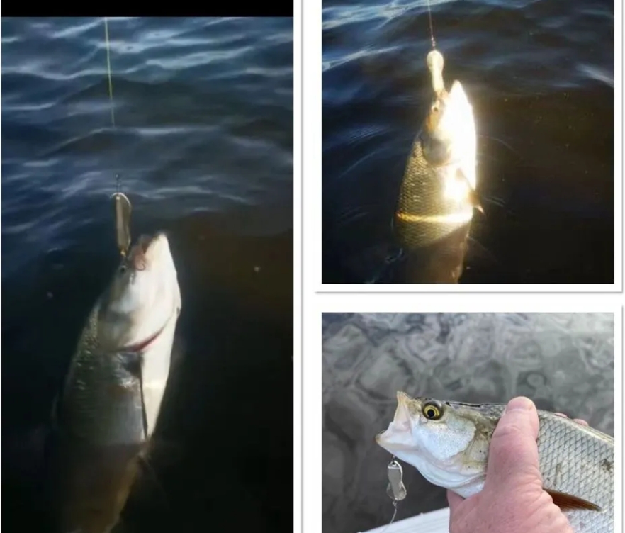 Пилькеры на жереха