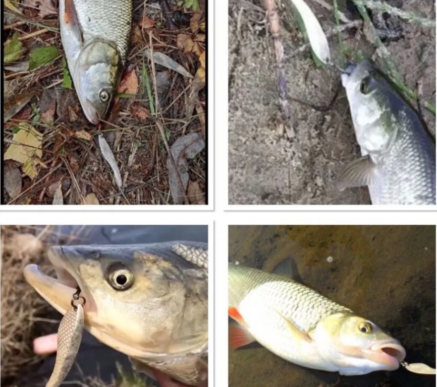 Пилькеры на жереха