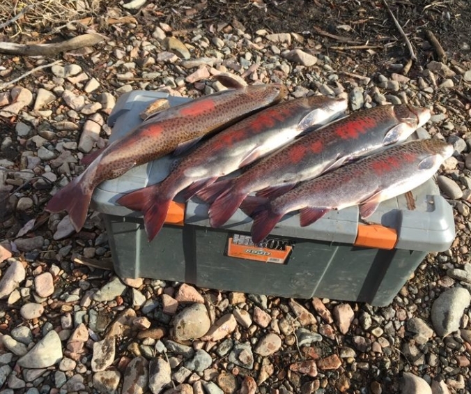 Рыболовная приманка мышь